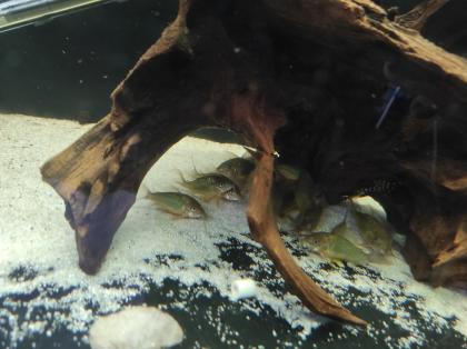 15x adulte Smaragdpanzerwelse - Corydoras splendens