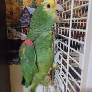 2 Jahre alten Amazonas-Papagei