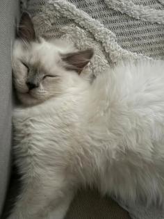 Wunderschöne Ragdoll Heilige Birma Mix