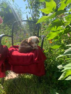 Australian shepherd welpen