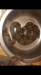 Terrarium mit Zubehör und 2 Boa constrictor