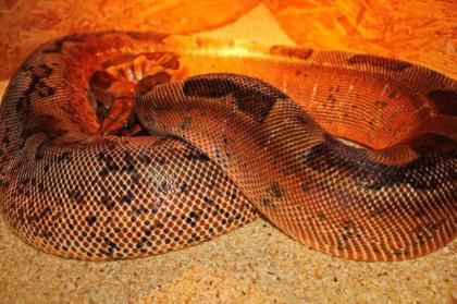 Adulte Boa constrictor / Zuchttiere