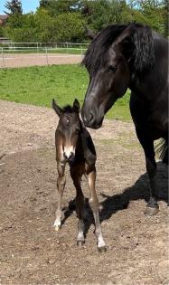 Deutsches Reitpony Hengstfohlen