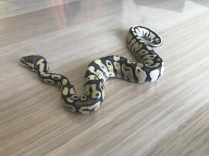 Lemon Pastel Granite HDGW Fader 50 het. Piebald 4 female python regius