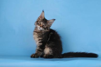 Reinrassige Maine coon Stammbaum