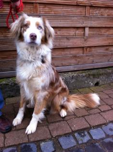Unsere Fley sucht ein Zuhause