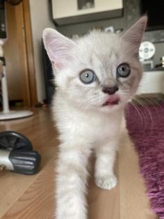BkH Kitten