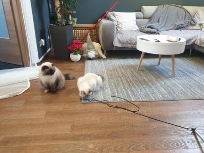 BKH RED tabby point kater 10 Monate