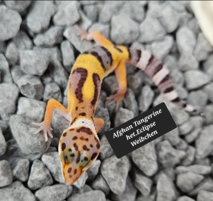 Tolle Leopardgecko Jungtiere aus 2023