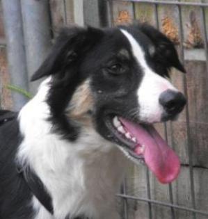 Traumhund Nero sucht Herrchen