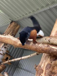 2 Schönhörnchen, Männchen, 1. 5 Jahre-Preis für beide