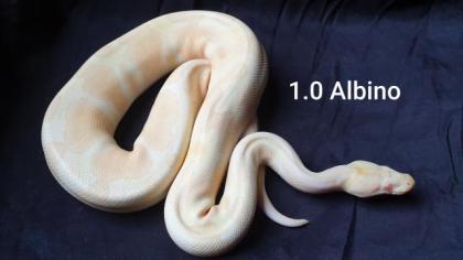 Python Regius Bestandsverkleinerung