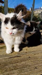 Katzenkinder und Mutter