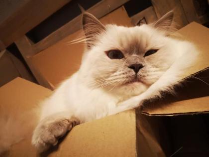 Suche Ragdoll Deckkater