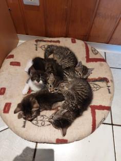 Mischlingskitten Weiblich