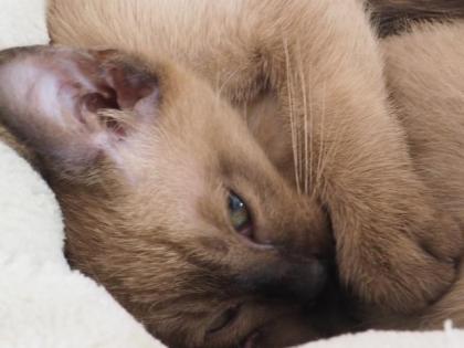 Siam - Thai - Burma - Tonkanesen - Kitten