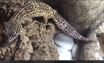 Leopardgecko mit Terrarium