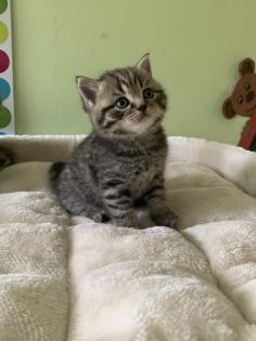 Reinrassige BKH Kitten 2 Katzen bereits reserviert