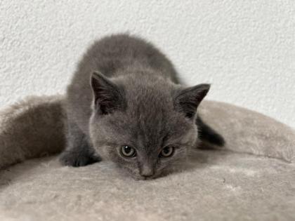 BKH Kitten ab 11. 06. 2022 abzugeben