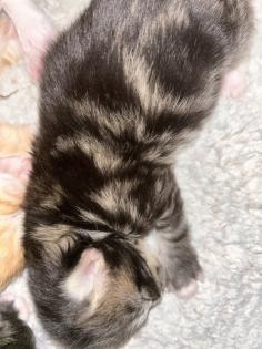 Main Coon Perser Babys