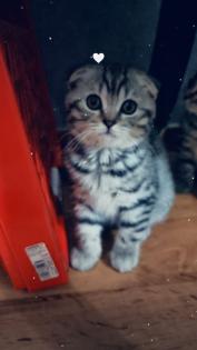 BKH Mix Kitten zu Verkaufen