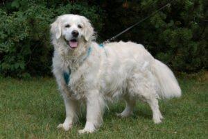 WHITHE AMY - weiblich 9 Jahre 55 cm 36 kg Golden Retriever Gechipt Kastriert Mit Ahnentafel