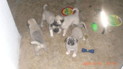 Kangal Welpen