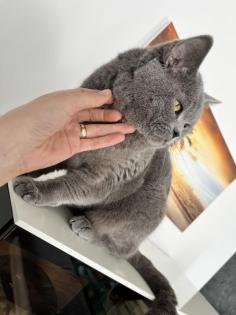 Erfahrener BKH Deckkater