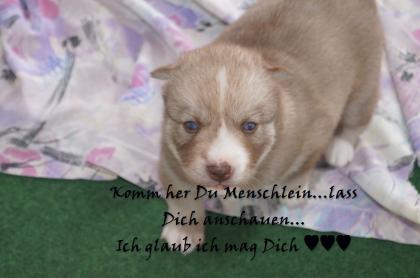 FCI Siberian Husky Welpen suchen ab dem 14. 12. 2021 ein liebevolles Zuhause