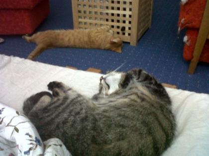 2 superliebe Kater schweren Herzens abzugeben