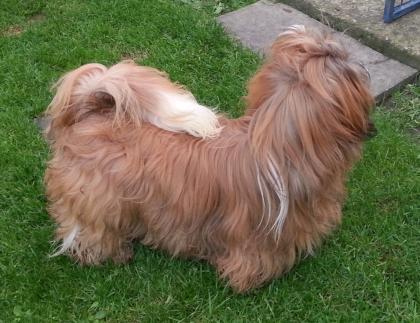 Gold-weisser shihtzu Rüde fuer die Ausstellung