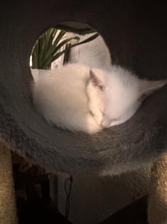 6 kleine Kitten weiß und getigert suchen ein liebevolles zu Hause