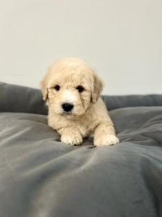 Maltipoo F1b Welpen