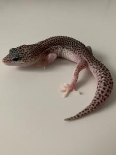 1. 0 Mack super Snow Het Diablo Blanco Leopardgecko Männchen Enz 23 abzugeben Übergabe Hamm mögli