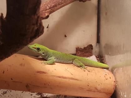 Grosser Madagaskar Taggecko Nachzuchten zu verkaufen High Red