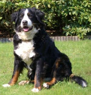Wir erwarten um den 20. 06. Berner Sennenhund Welpen