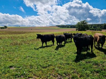 Galloway Herde Rinder Jungrinder Färsen