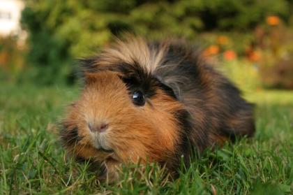 Meerschweinchen kastraten