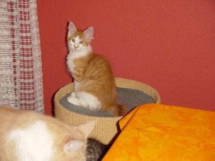 Wunderschöner Maine Coon Jungkater kastriert abzugeben
