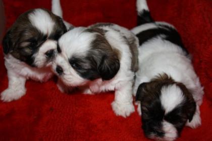 Shi-Tzu Welpen, reinrassig, suchen neues zuhause