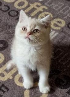 Bkh Katerchen