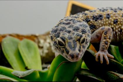 Leopardgecko 1. 13. 16