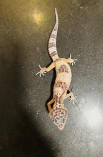 Leopardengeckos aus Hobbynachzucht 2022