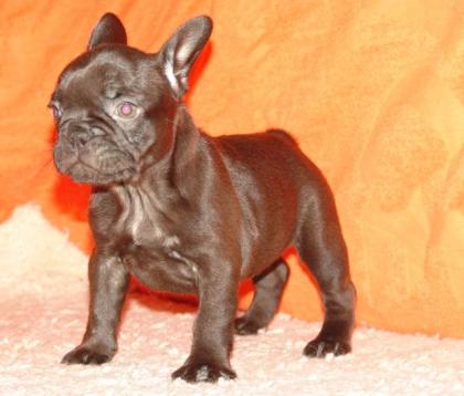 FRANZÖSISCHE BULLDOGGEN in SCHOCO m. Papieren