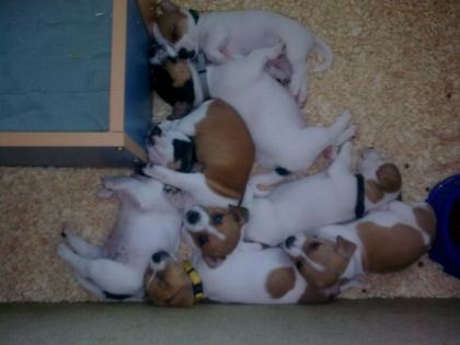 5 süße reinrassige Jack Russel Welpen suchen neues zu Hause