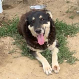 Zumby sucht ein Zuhause