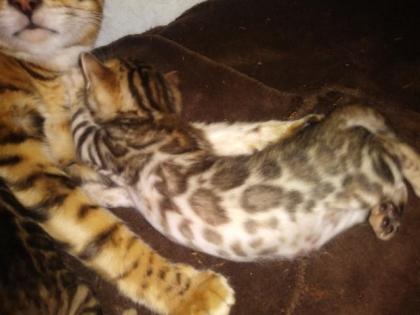 Bengalkitten Katze Kater mit Stammbaum