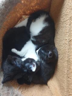 Katzen Kinder Kitten