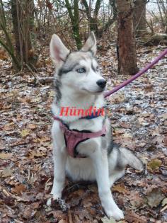 Husky Welpen aus exclusiver Verpaarung suchen ein kuscheliges Zuhause. Nur noch 3 Welpen Verfügba