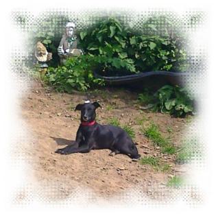 Whippetmixhündin